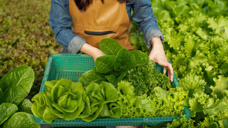A close-up view of hands gently collecting fresh lettuce from an organic farm, showcasing the vibrant green colors and textures of healthy leafy vegetables.