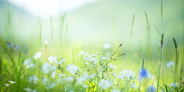 Soft focus on wildflowers in a sunlit meadow with green grass.