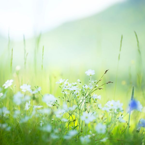 White wildflowers in a soft-focused field with green backdrop.
