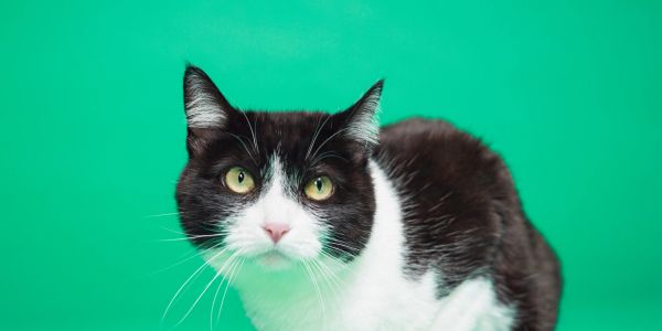 Black and white cat against green background.