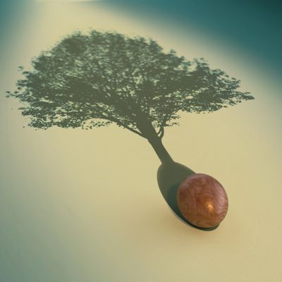 A walnut casting a tree shadow.