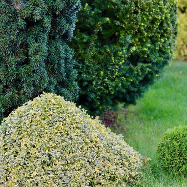 Various green bushes and shrubs in a garden setting.
