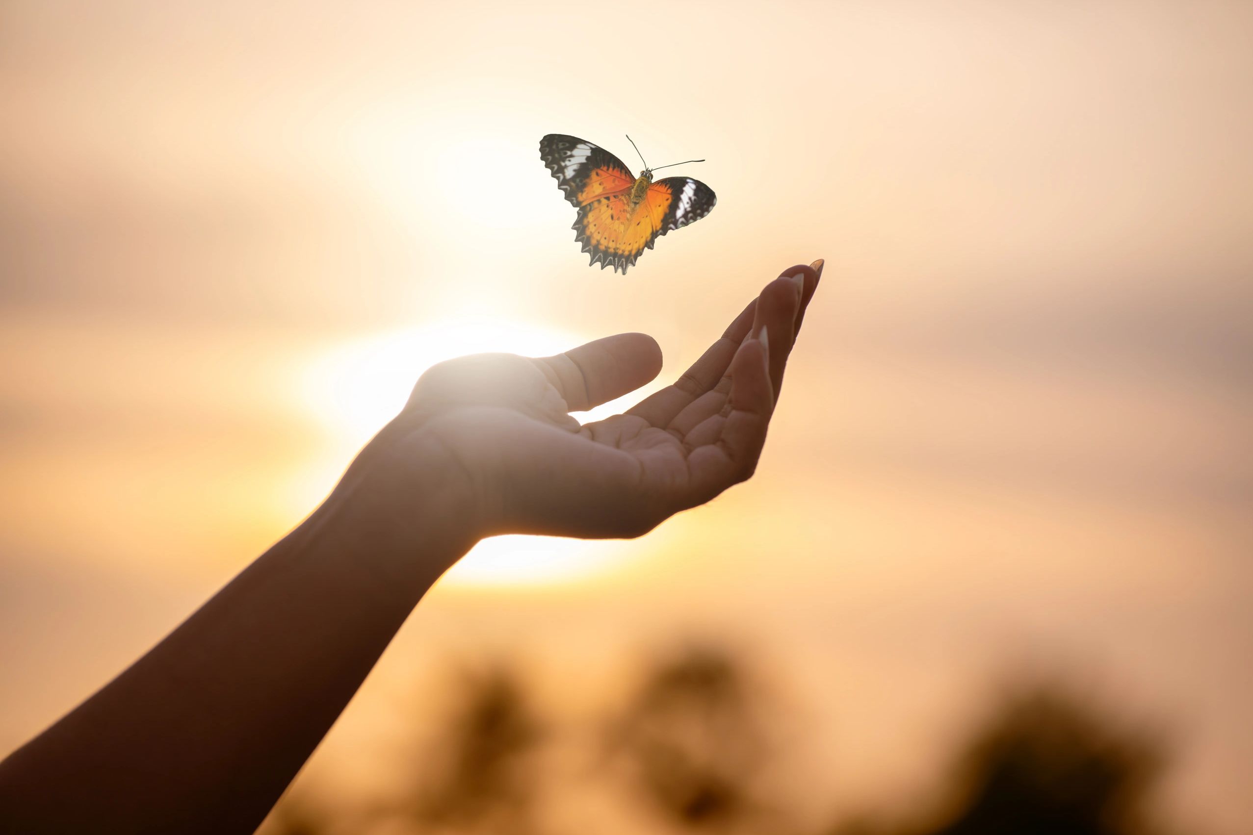 Hand releasing a butterfly at sunset.