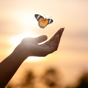 Hand releasing a butterfly at sunset.
