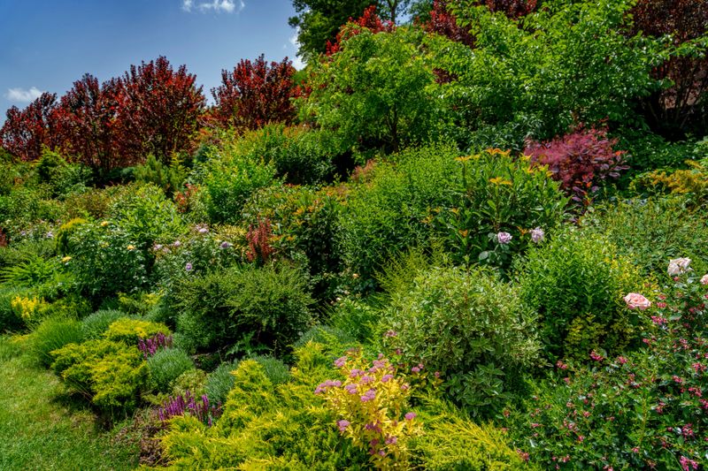 Dense planting of shrubs, perennials and small trees creating vibrant layered garden border