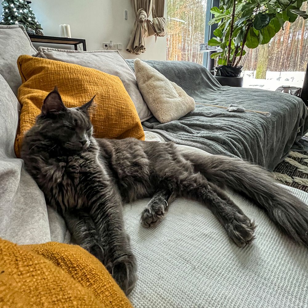 Fluffy gray cat lounging on a cozy couch with vibrant pillows.