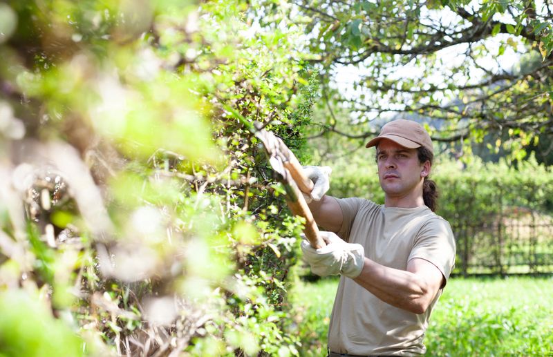 A young man trims a green hedge with loppers in a bright, lush spring garden. Seasonal garden maintenance, outdoor work related to gardening and plant care during springtime.