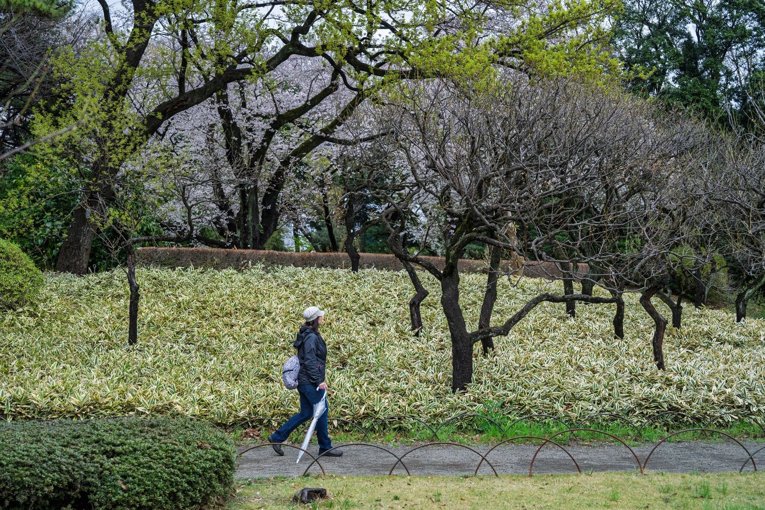 A person walking along a path in a lush park with trees and plants.