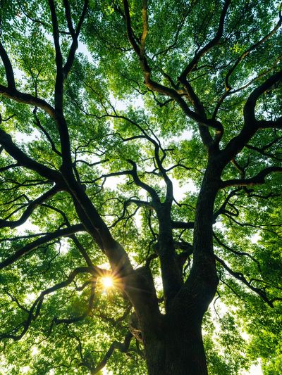 Sunlight shining through the leaves of a large tree.