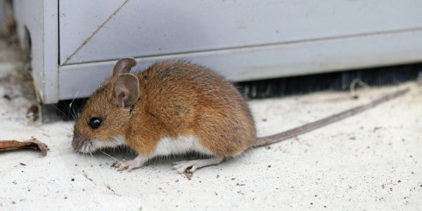 Small brown mouse near a metal structure.