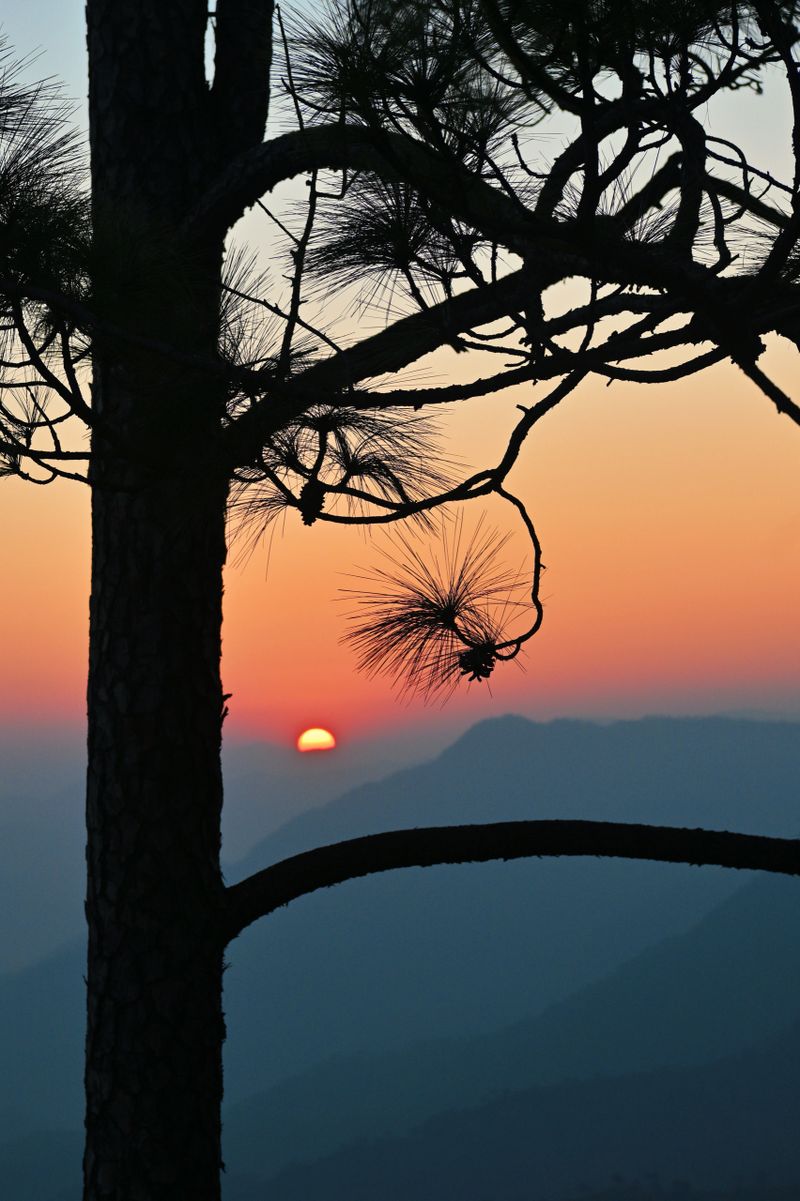 A serene sunrise scene where the glowing orange sun appears just above the mountain horizon, casting warm hues across the sky. Dark, intricate silhouettes of pine branches and needles frame the composition. Tranquility, natural beauty, and the quiet stillness of dawn—nature, relaxation, mindfulness, travel, and scenic landscapes.