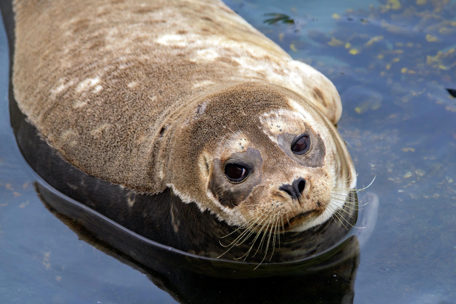 Close-up of a seal in water.