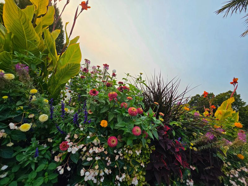 Flowerbed at the English Bay Viewpoint, Vancouver, British Columbia, captured in natural light along Beach Avenue. A densely planted mix of seasonal blooms and ornamental foliage fills the foreground: yellow African marigolds (Tagetes erecta), purple ‘Victoria Blue’ salvia (Salvia farinacea), ivory-blush begonias, and multiple cultivars of Zinnia elegans including ‘Cherry Queen’, ‘Benary’s Giant Golden Yellow’, ‘Queeny Orange Lime’, and ‘Envy’. Spider flower (Cleome hassleriana) blooms in loose purple-pink-white clusters, while coleus (Solenostemon scutellarioides) and Herbst’s Bloodleaf (Iresine herbstii), including the ‘Aureoreticulata’ variant, add vivid foliage contrast. Tall Canna indica with orange flowers rise above the bed, framed by palm fronds and mature trees. The sky glows with a soft gradient from pale blue to warm amber, suggesting early morning or late afternoon light. This image evokes themes of cultivated abundance, botanical diversity, and the radiant beauty of seasonal planting in Vancouver’s West End.
