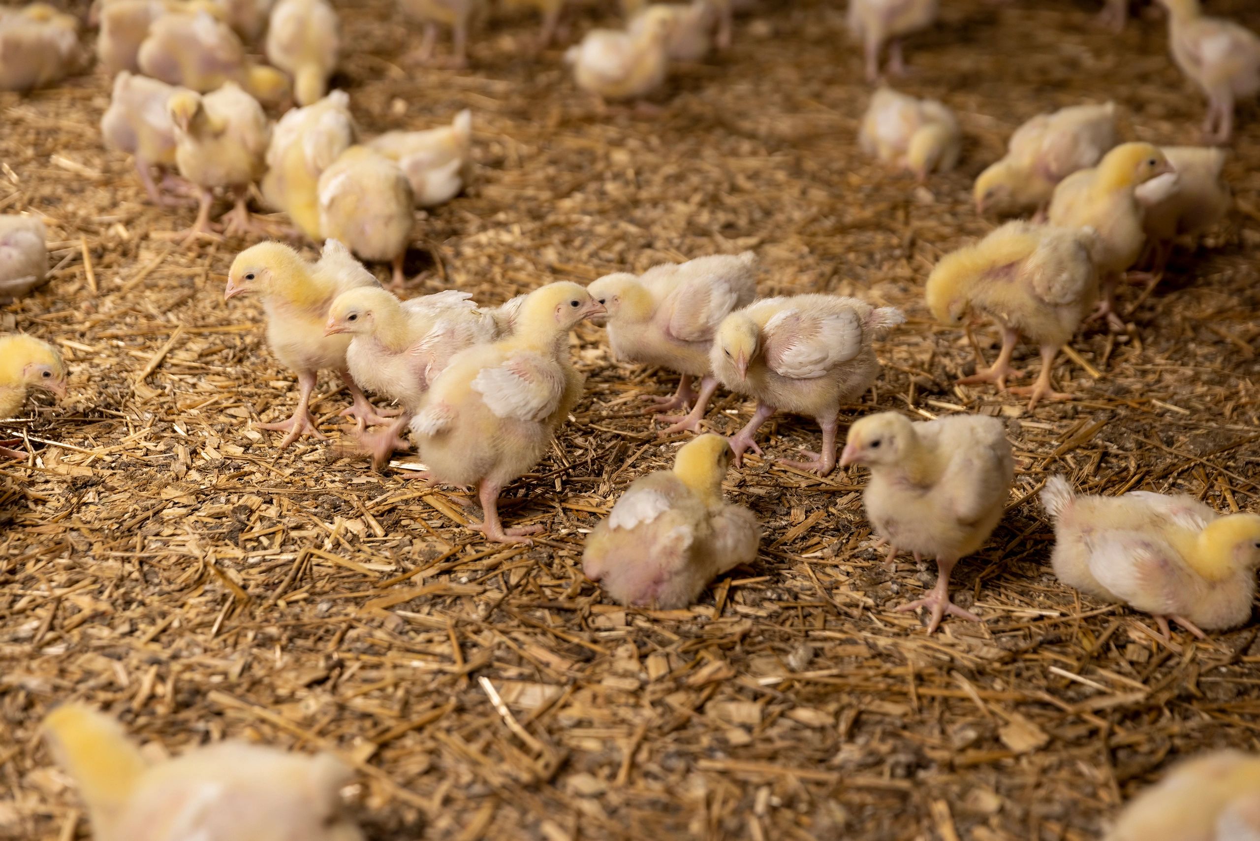 A group of yellow chicks on straw bedding.