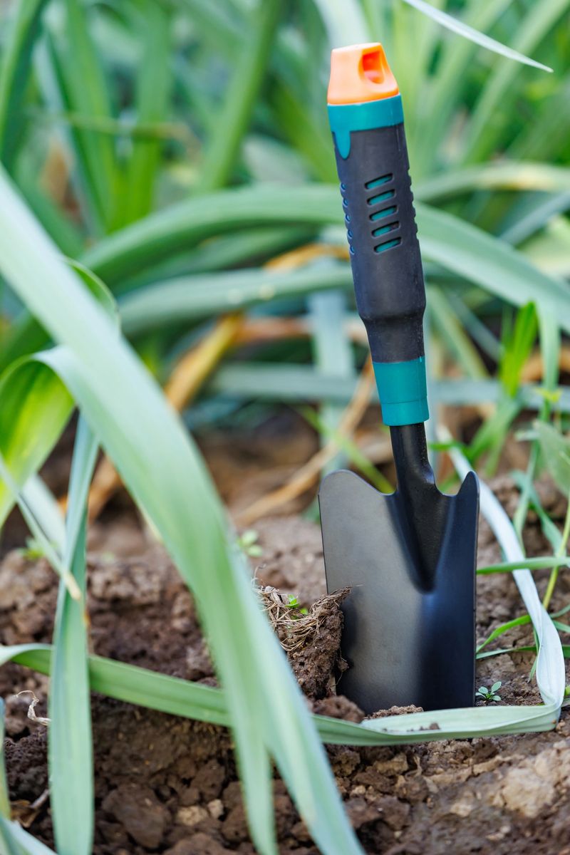 Small garden trowel in soil among leek plants. A small garden trowel stuck in dark soil between growing leek plants. Symbol of care, planting and organic vegetable gardening.