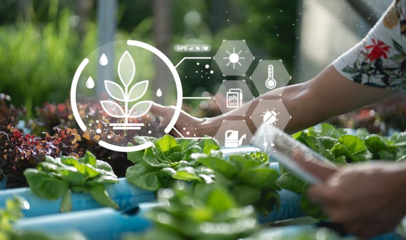 A person interacts with hydroponic plants, utilizing technology to monitor growth conditions such as moisture, sunlight, and temperature.