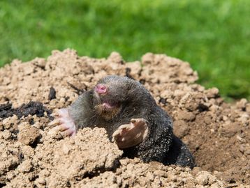 A mole emerging from the soil.