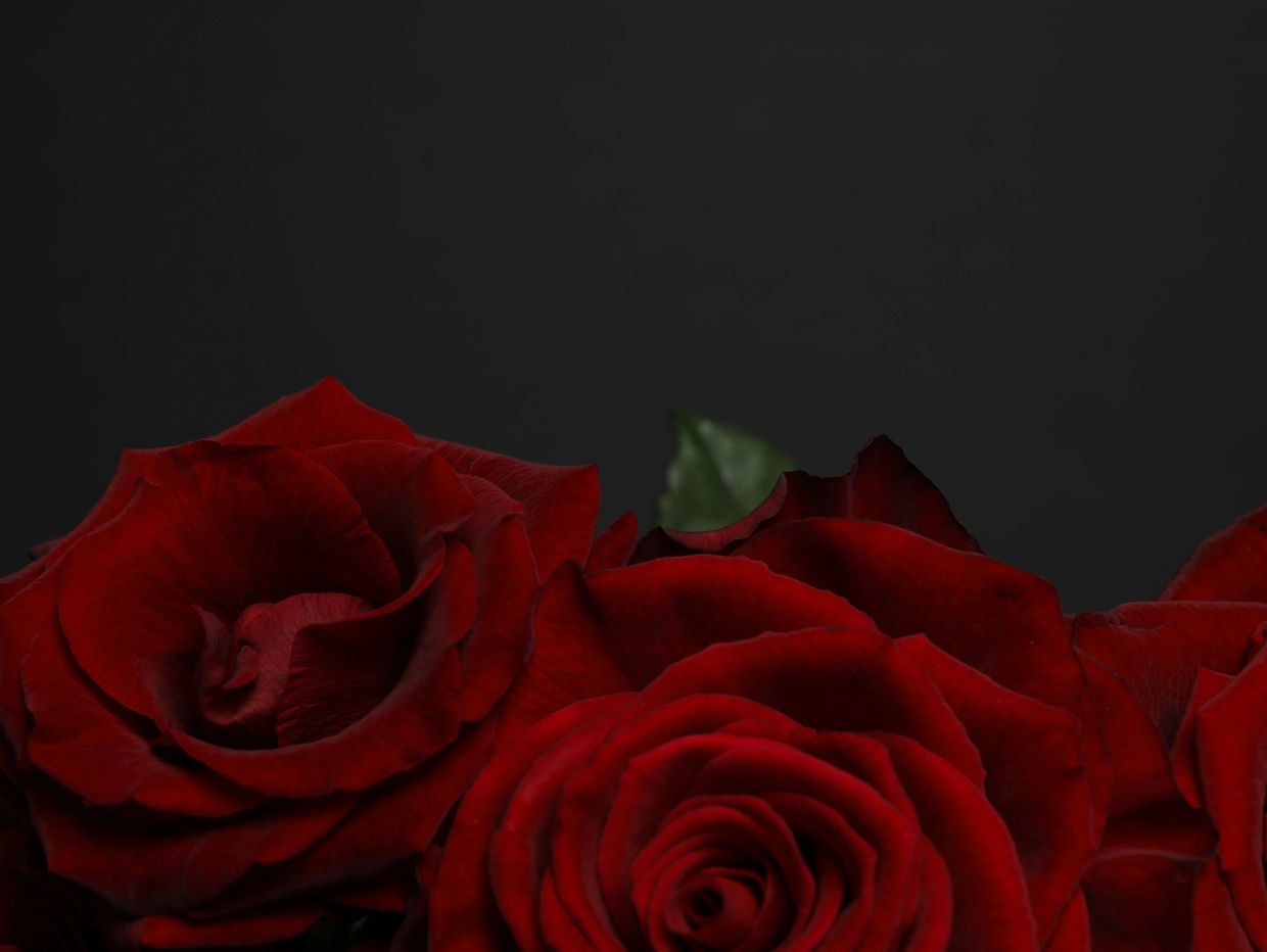 Deep red roses against a dark background.