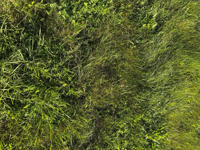 Sunlight filters through a canopy of vibrant green leaves in the botanical garden, highlighting the rich texture of the grass underfoot. Various plants thrive, showcasing a range of greens and subtle shapes and forms. Visitors stroll by, soaking in the beauty of nature, and the atmosphere hums with life. In this peaceful oasis, every blade of grass tells a story, evoking a sense of tranquility and connection to the natural world.