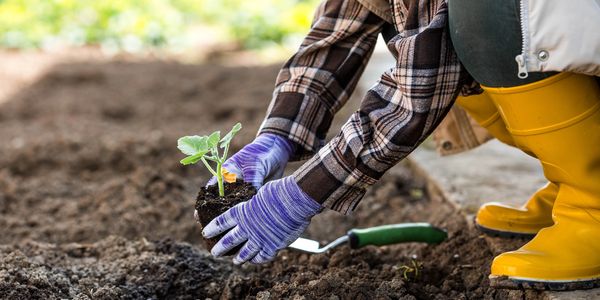 Person planting seedling in soil.