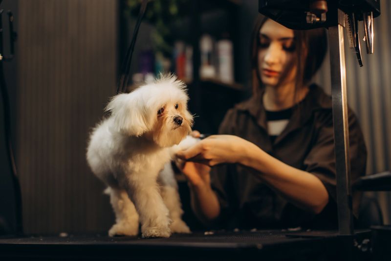 Female groomer carefully trimming a small maltese dog's paw on a grooming table in a professional pet salon