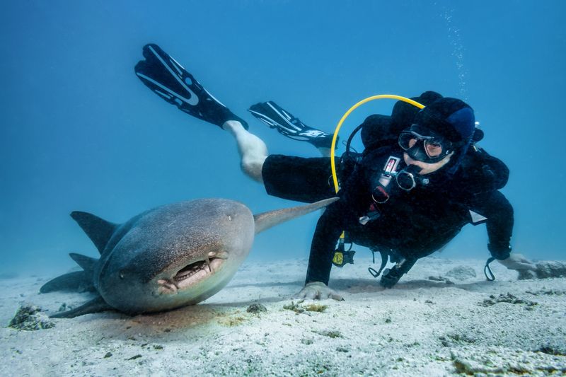 Scuba diver encountering a nurse shark on the sandy seabed of the Indian Ocean during an underwater adventure, exploring marine life and ecological wonders while diving in Maldives