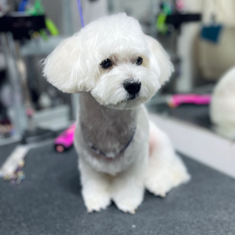 Cute small white dog sitting on a grooming table after professional haircut. Fluffy coat, clean fur, and calm expression in a modern pet grooming salon.