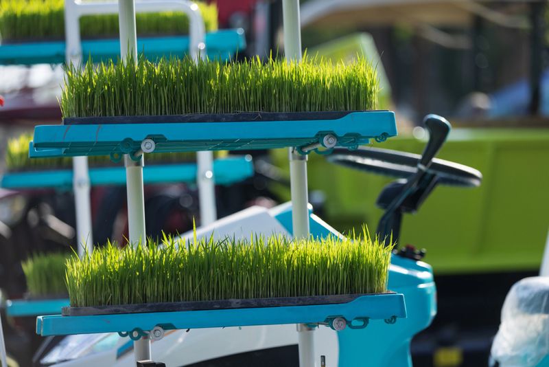 Young green rice seedlings are neatly arranged on a rice transplanter machine, ready for planting in the field. The image represents modern rice farming, agricultural mechanization, efficiency, and sustainable crop production.