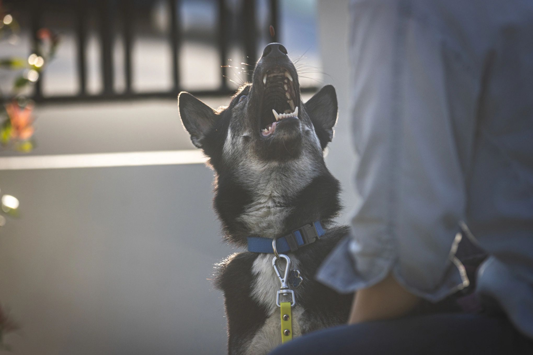 dog training to perform specific skills