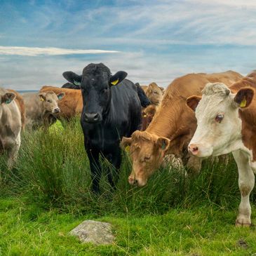 A group of cows grazing on a lush green field under a cloudy sky.