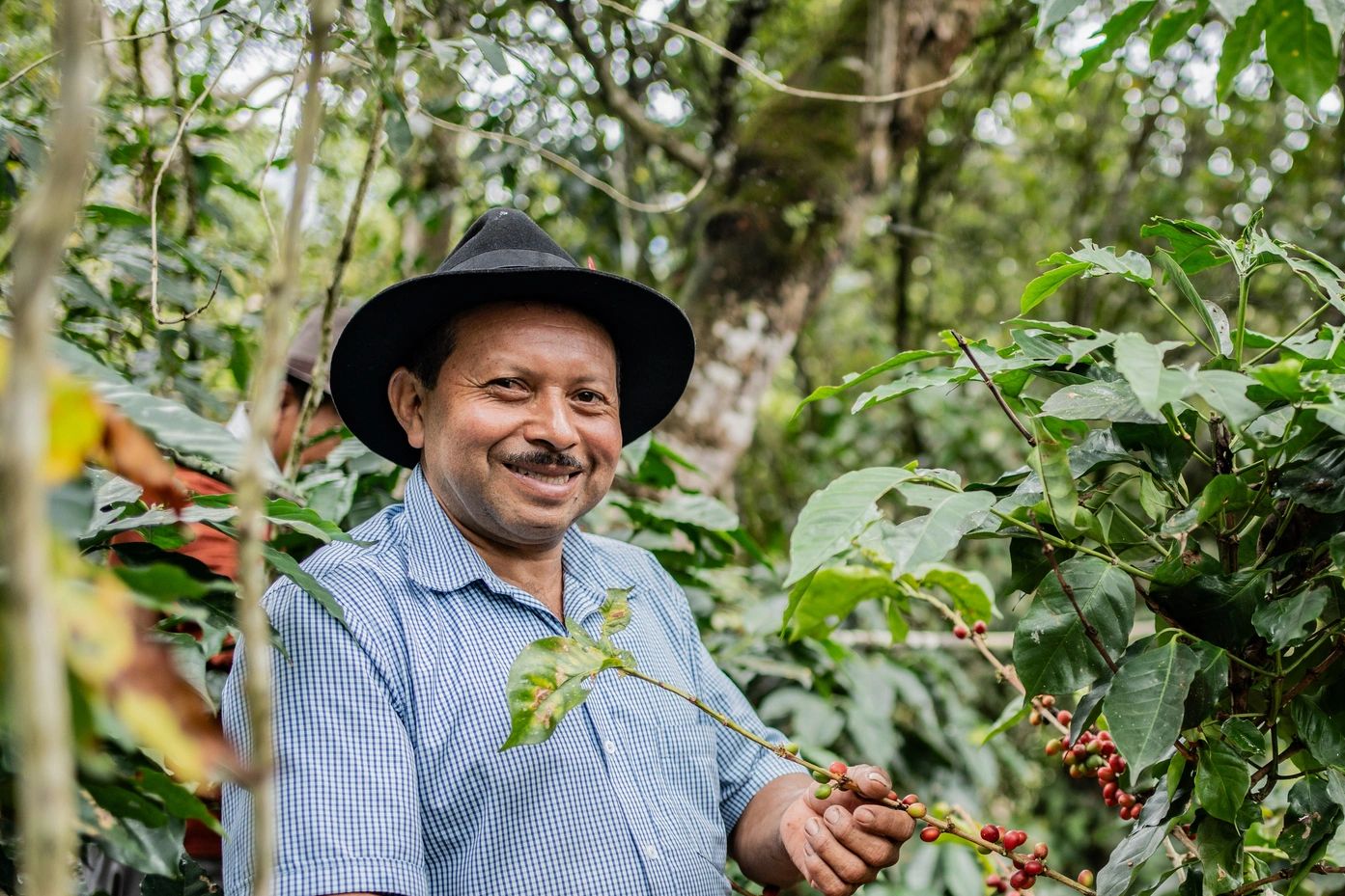 Smiling man holding coffee plant branch in lush plantation.
