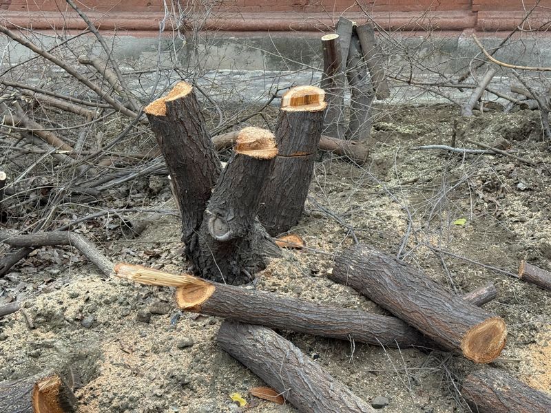 Cut branches and logs are scattered on the ground after tree removal work in a yard.