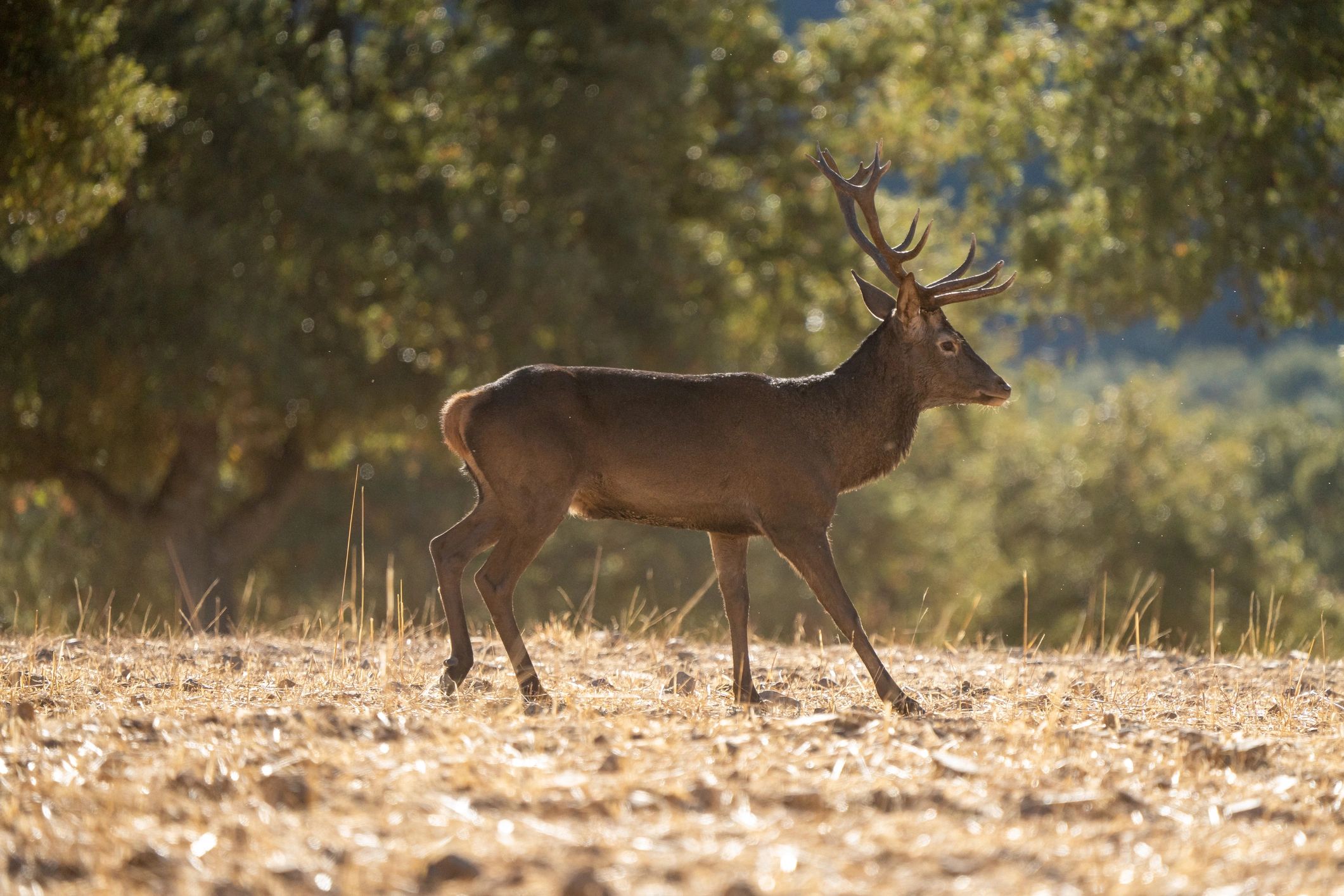 Sothern European Hunting in Spain