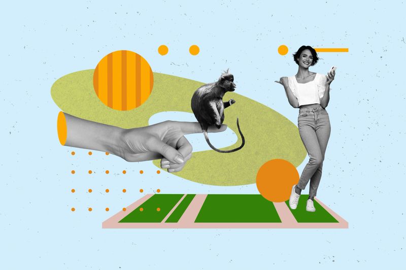 Composite art 3d creative image collage of happy girl stand safari park visitor mammal monkey animal hand pet friendly extinction.