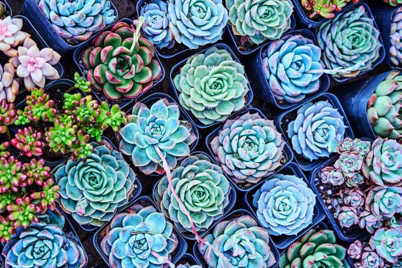 Miniature succulent plants