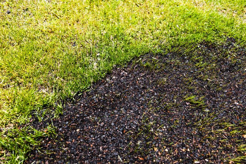 grass seeds on wet soil next to a patch of perfectly maintained green lawn, before and after lawn transformation, growth and garden care