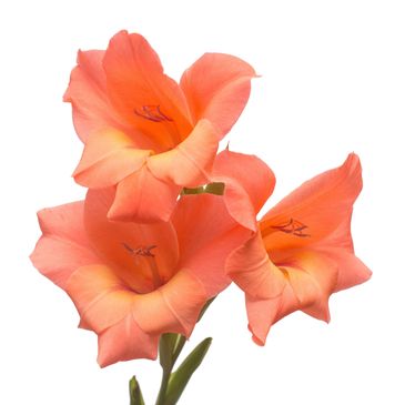Three vibrant coral gladiolus flowers in bloom against white background.