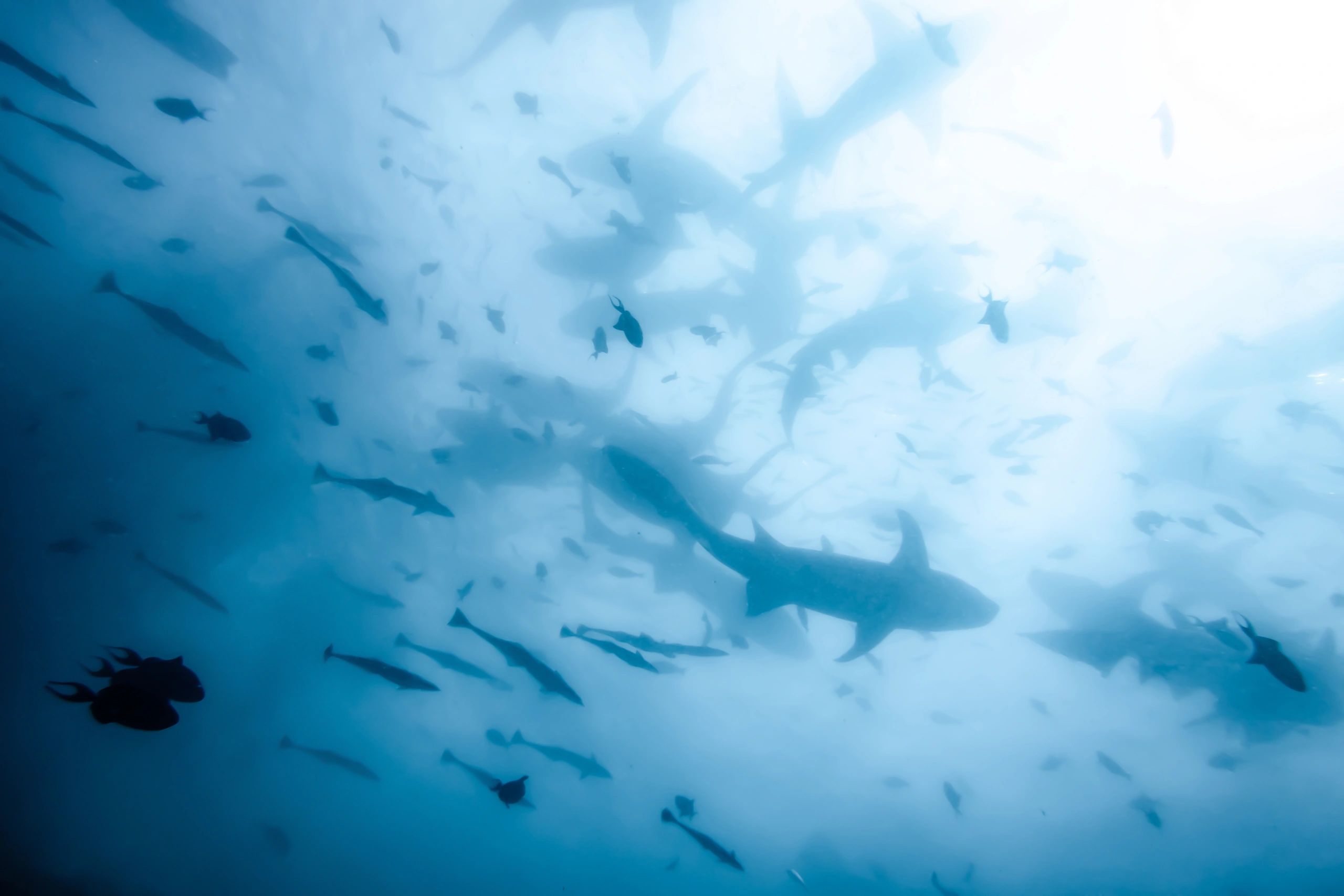 Practical Ways to Support Wildlife Conservation