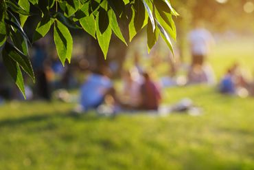 Leaves in sharp focus with blurred people relaxing on grass in background.