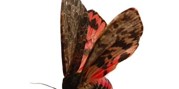 Close-up of a moth with vibrant pink and brown patterned wings against a white background.
