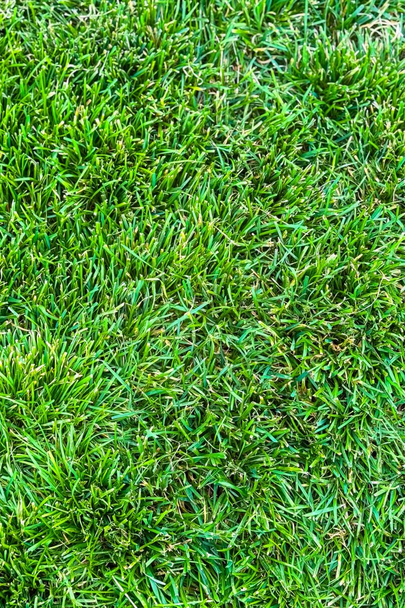 Bright, healthy grass blankets the earth, glistening under the sunlight in a peaceful park, inviting visitors to appreciate nature s beauty and serenity.