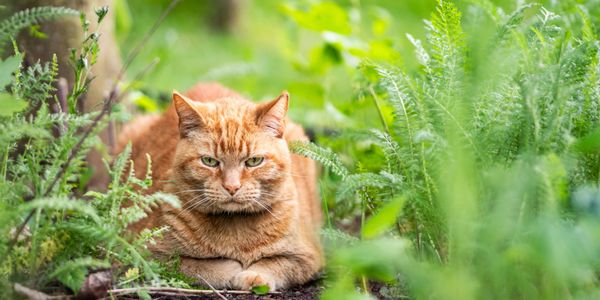 Ginger cat resting among green plants with intense gaze.