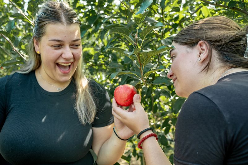Two young girls is in an apple orchard. Picking apples. There are many apple trees around them.They laugh together and look at the fresh apple.