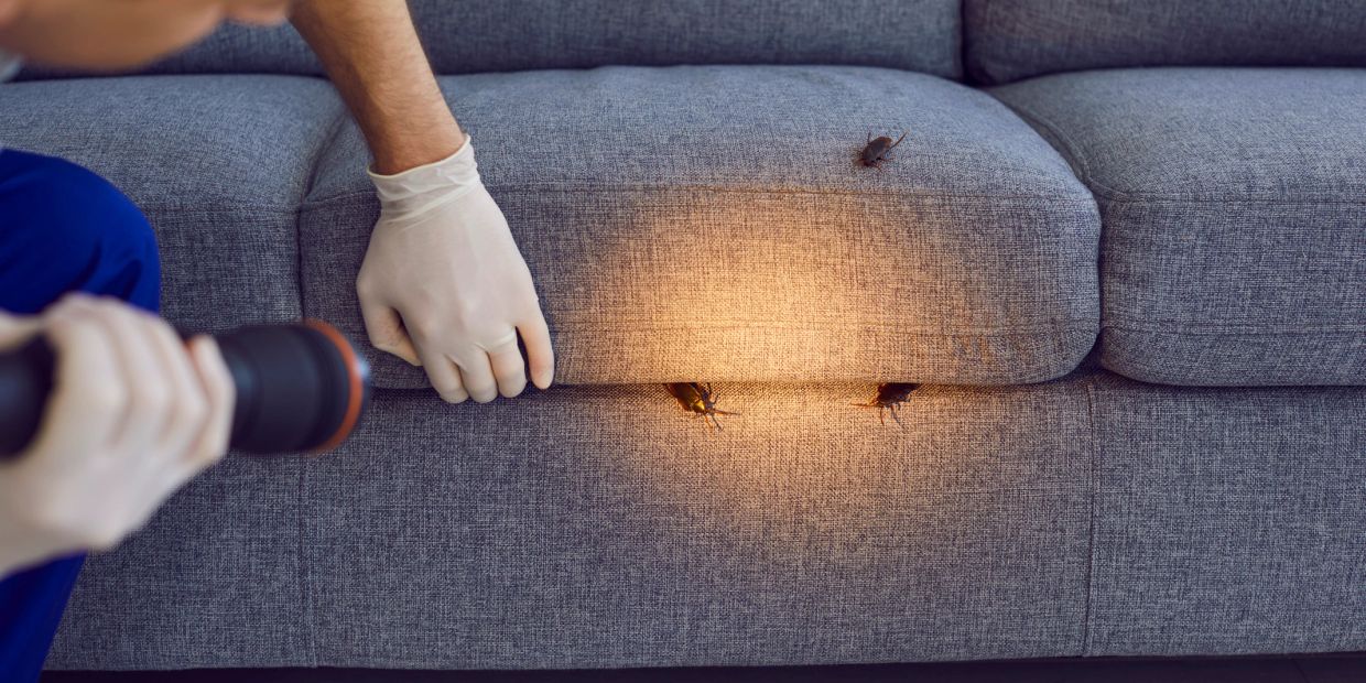 Person inspecting cockroaches on a couch with a flashlight.