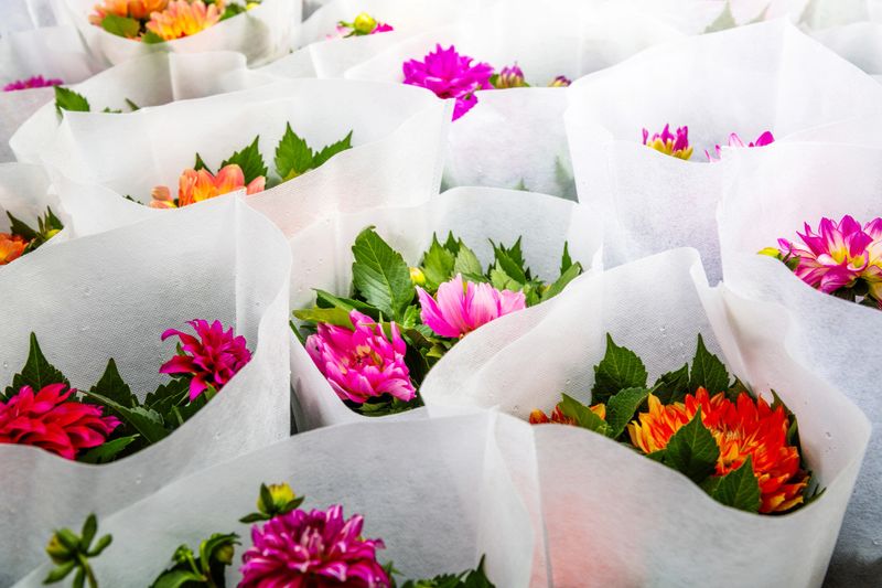 Beautiful bouquets of dahlia flowers wrapped in white plastic sheeting at flower market