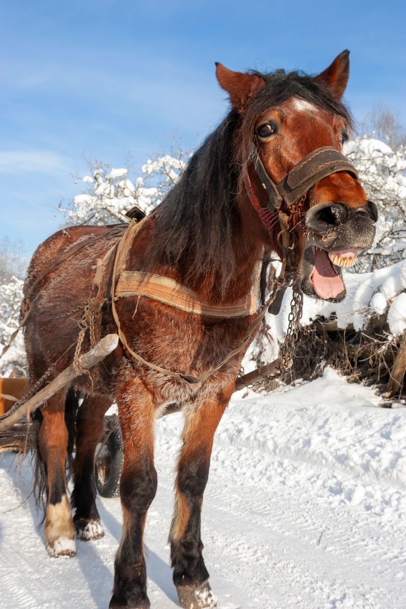 A picturesque winter scene featuring a sturdy brown horse harnessed to a traditional wooden cart on a snow-covered dirt road. The horse has a thick, frost-dusted coat and is wearing a rustic leather harness. The road is lined with a simple wooden fence and snow-laden trees under a bright blue sky with soft white clouds. This high-quality image captures the essence of rural winter life and traditional methods of transport, making it perfect for travel articles, historical documentaries, and seasonal storytelling.