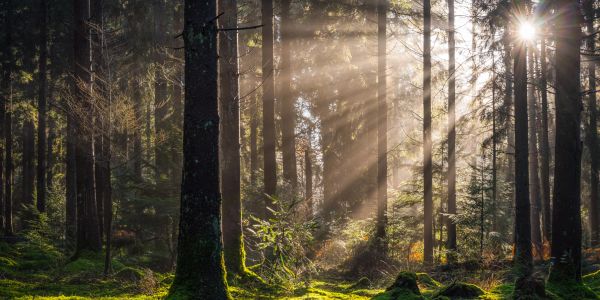 Sunlight streaming through a dense forest.