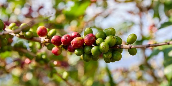 Grãos de café, alguns maduros com cores avermelhadas no ponto de colheita e outros verdes