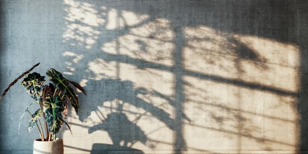 Potted plant casting shadows on a textured wall in sunlight.