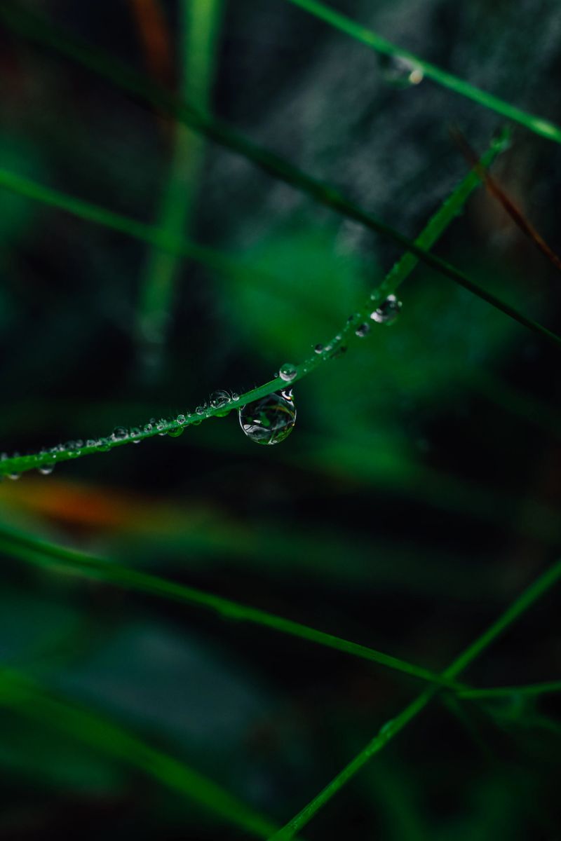 A water droplet clings to the edge of a blade of grass in a green area. It is morning and the light is soft. The grass and background reveal a dense natural setting with vibrant colors.